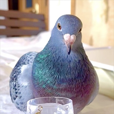 ハトのワキワキストレッチ