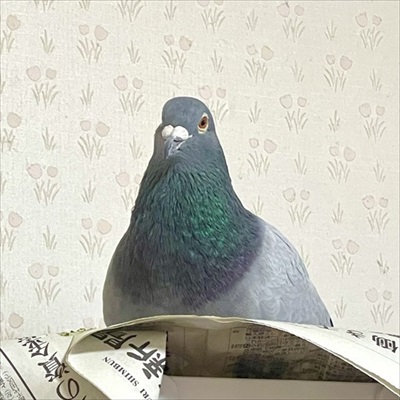 ハトのワキワキストレッチ