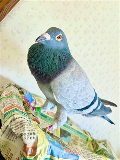 ハトのワキワキストレッチ