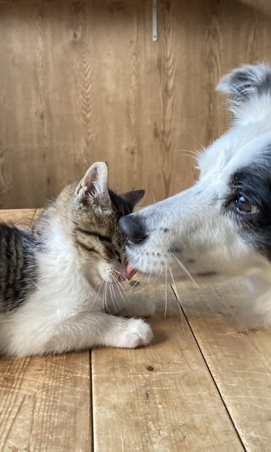 あの時の保護子猫