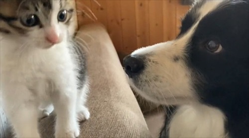 あの時の保護子猫