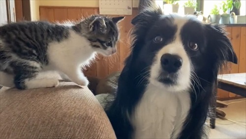 あの時の保護子猫