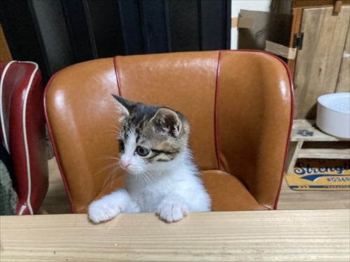 あの時の保護子猫