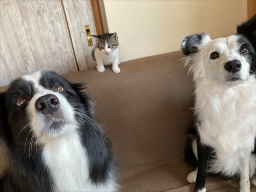 あの時の保護子猫