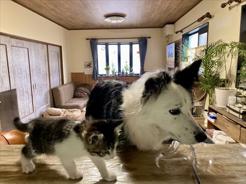 あの時の保護子猫