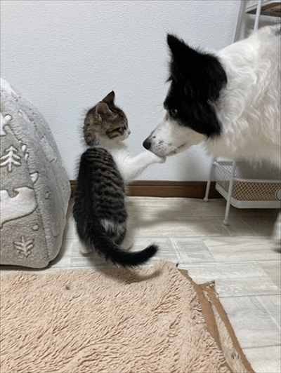 あの時の保護子猫