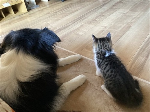 あの時の保護子猫