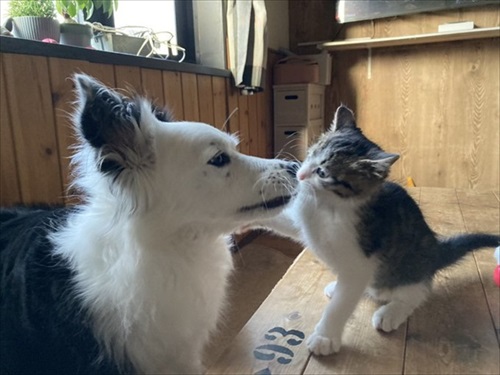 あの時の保護子猫