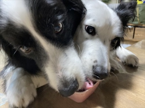 あの時の保護子猫