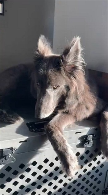 世界屈指の美しい犬