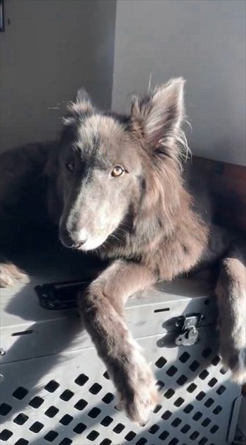 世界屈指の美しい犬