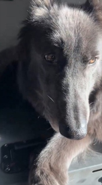 世界屈指の美しい犬