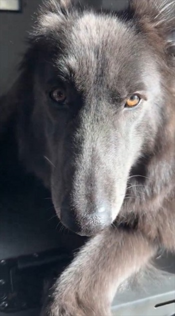 世界屈指の美しい犬