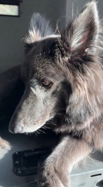 世界屈指の美しい犬