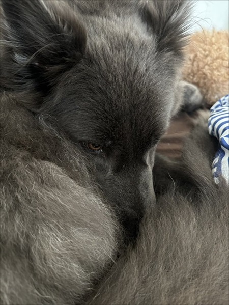 世界屈指の美しい犬