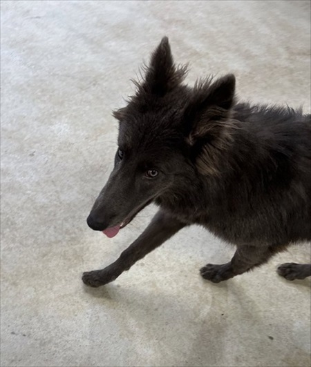 世界屈指の美しい犬