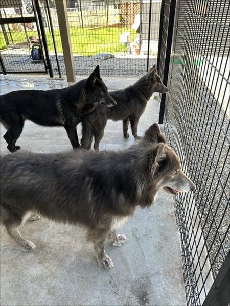 世界屈指の美しい犬