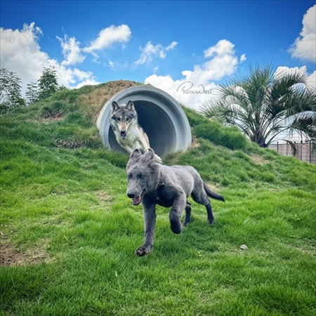 世界屈指の美しい犬