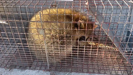 ワナにかかったアライグマ