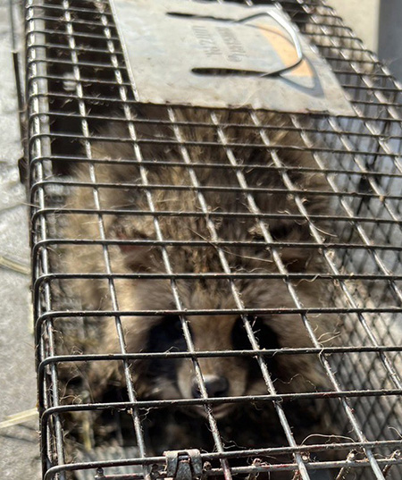 簡単につかまるトリミング