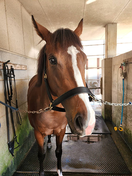 ダイジョバナイ