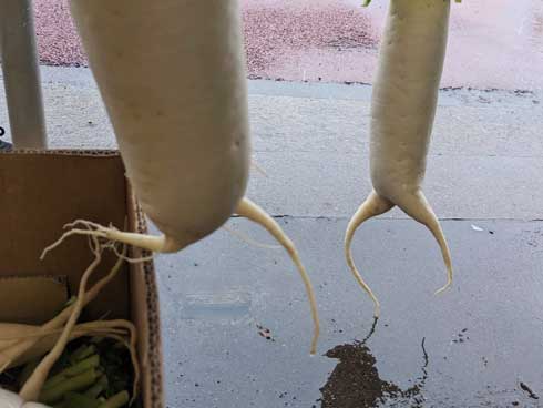 大根 逃げ出した 足 躍動感