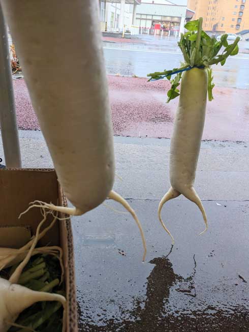 大根 逃げ出した 足 躍動感