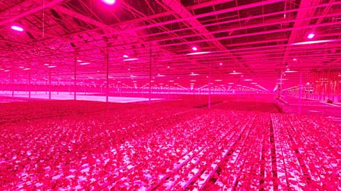 セブン-イレブン リーフレタス 農場 宮城県 美里町 大崎 上空から ピンク色 美里グリーンベース LED 栽培