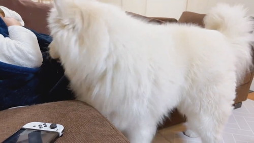 無限もふもふを要求するサニーくん