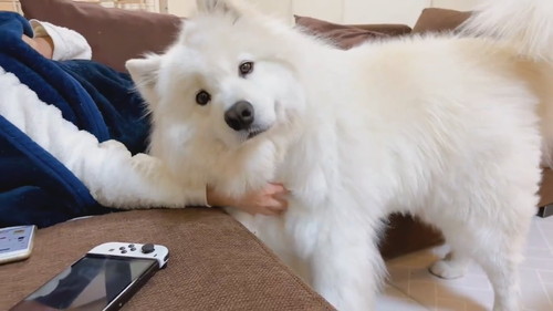 無限もふもふを要求するサニーくん