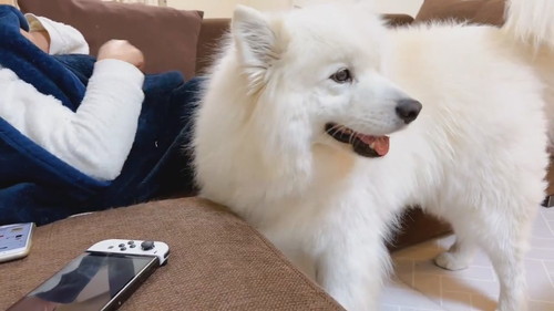 無限もふもふを要求するサニーくん