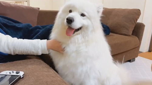 無限もふもふを要求するサニーくん