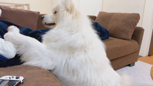 無限もふもふを要求するサニーくん