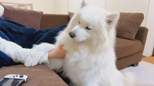 無限もふもふを要求するサニーくん