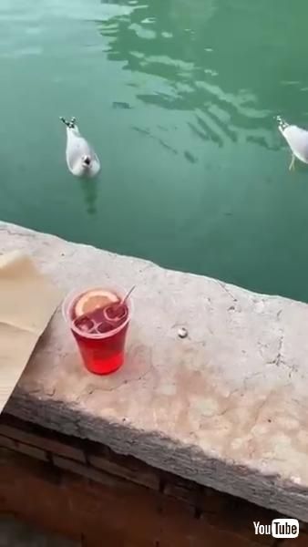 運河に浮かぶカモメ