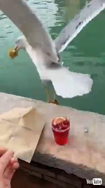 飛んでいくカモメ