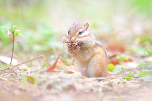 シマリス