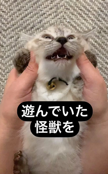 子猫の寝かしつけ