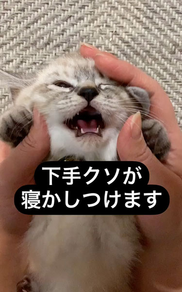 子猫の寝かしつけ