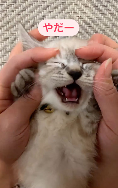 子猫の寝かしつけ