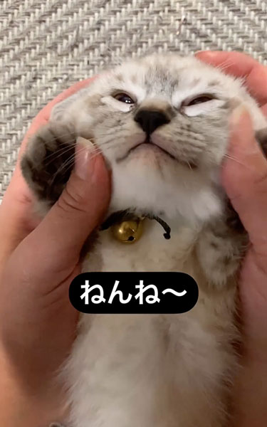 子猫の寝かしつけ