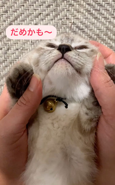 子猫の寝かしつけ