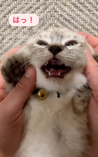 子猫の寝かしつけ