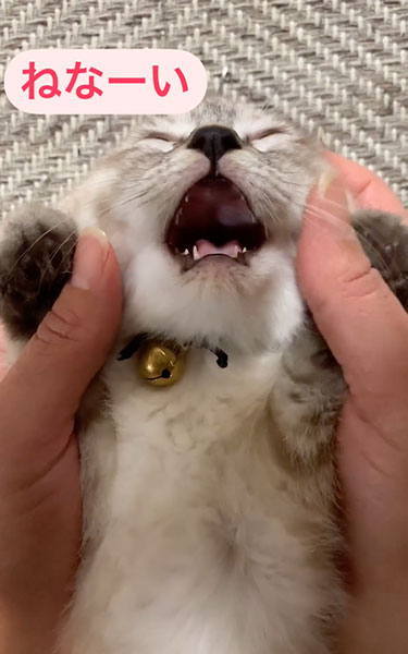 子猫の寝かしつけ