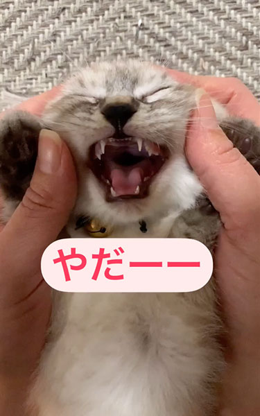 子猫の寝かしつけ