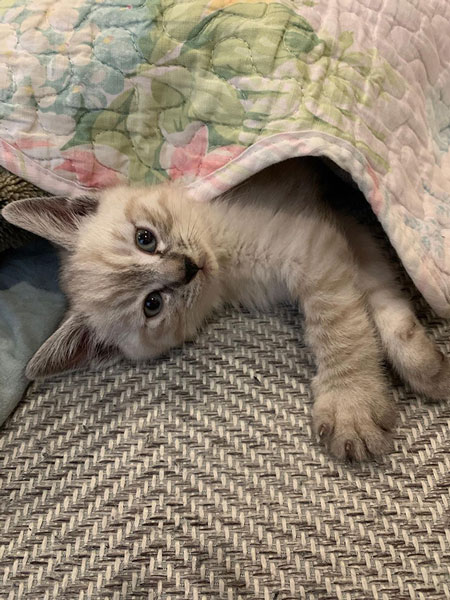 おうちに来て8日目