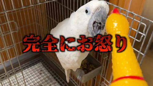 びっくりチキンにヤキを入れるオウム