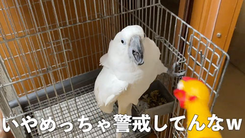 びっくりチキンにヤキを入れるオウム