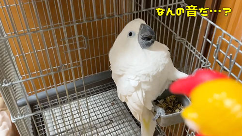 びっくりチキンにヤキを入れるオウム