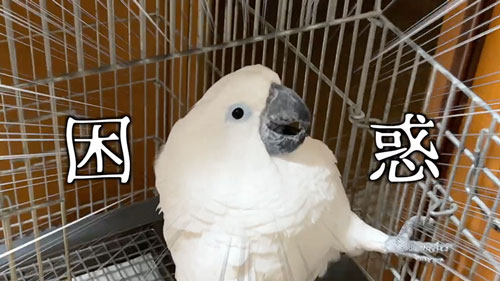 びっくりチキンにヤキを入れるオウム